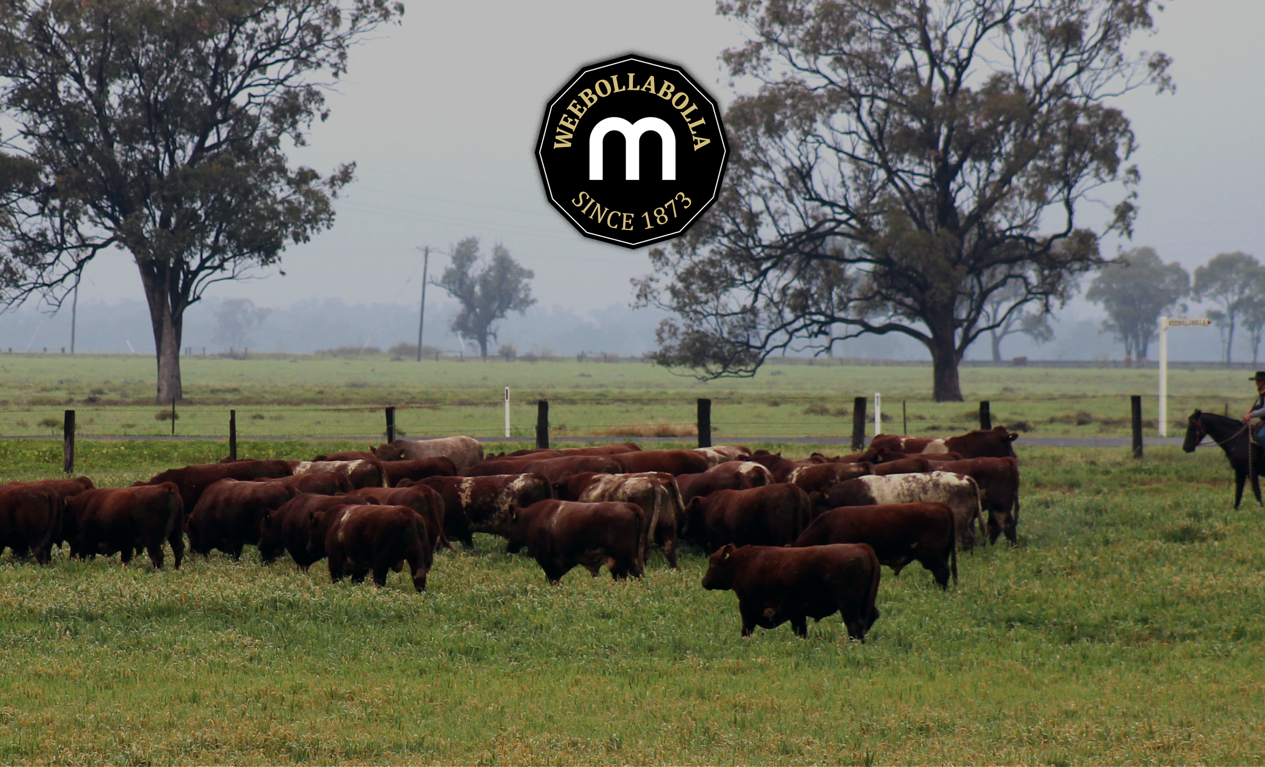   Welcome to Weebollabolla Shorthorns.  Celebrating our 58th Annual Bull Sale.  Friday 12 Sept 2025  