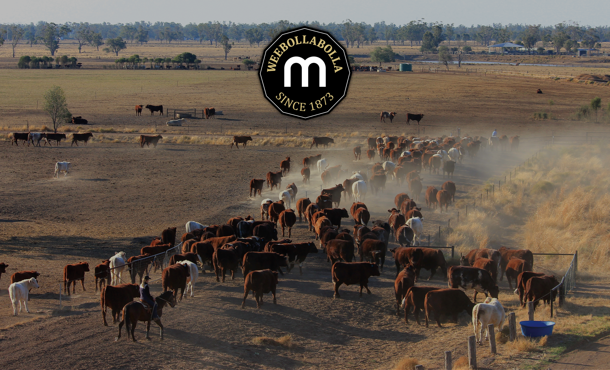   Welcome to Weebollabolla Shorthorns.  Celebrating our 58th Annual Bull Sale.  Friday 12 Sept 2025  