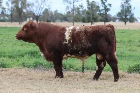Lot 20