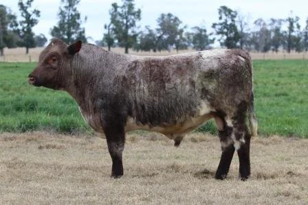 Lot 19