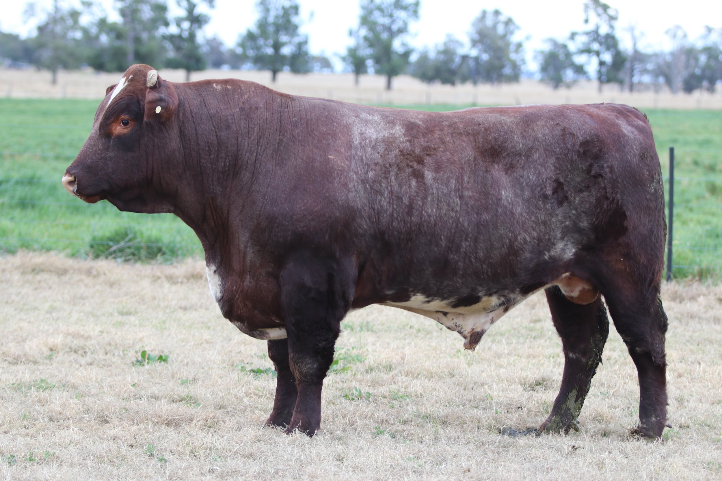 Lot 8