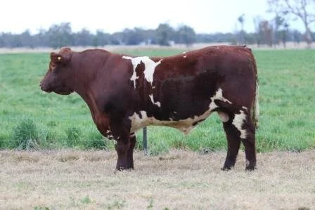 Lot 3
