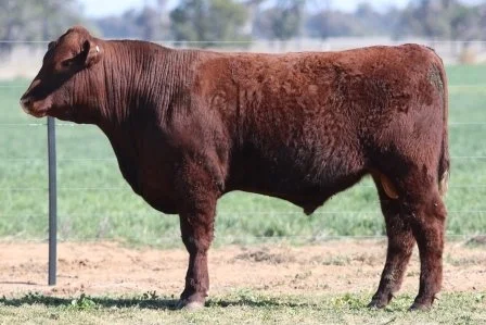 Lot 56