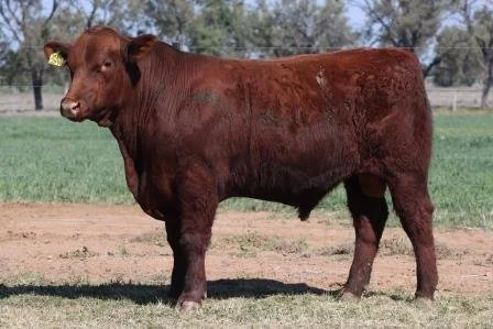 Lot 55
