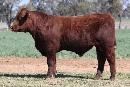 Lot 54