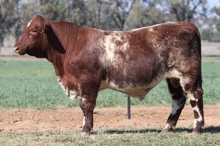 Lot 53
