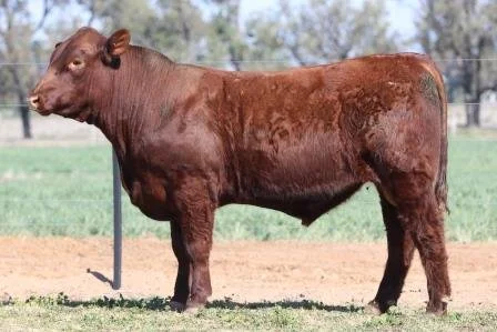 Lot 52