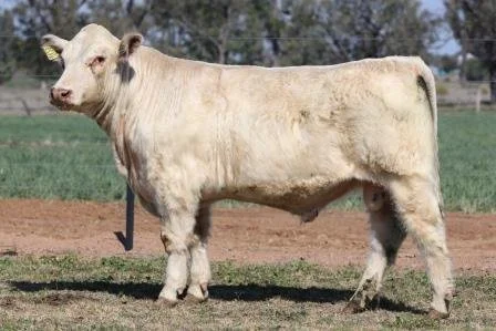 Lot 51