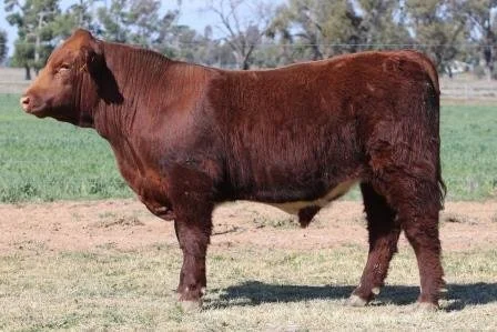 Lot 50