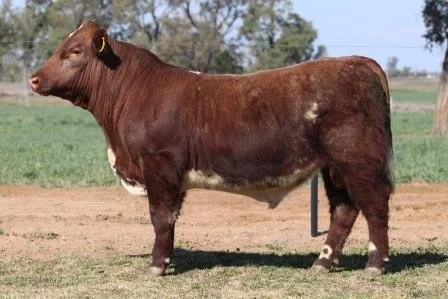 Lot 49