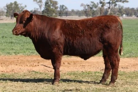 Lot 48