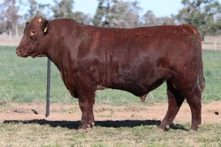 Lot 46