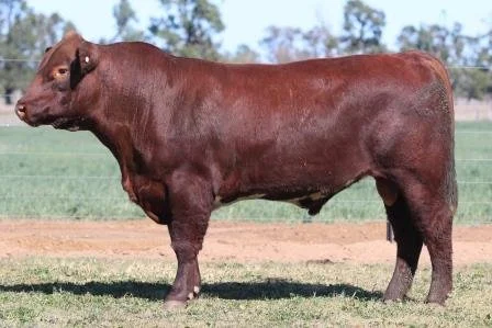 Lot 44