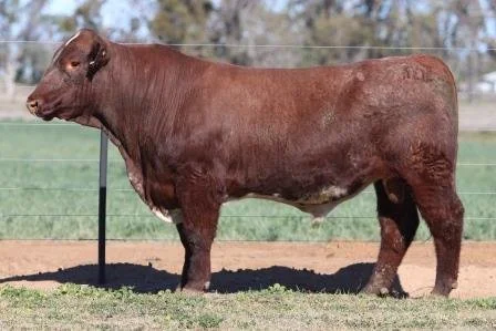 Lot 43