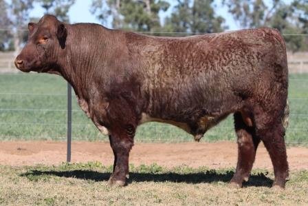 Lot 42