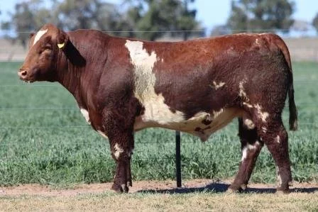 Lot 41