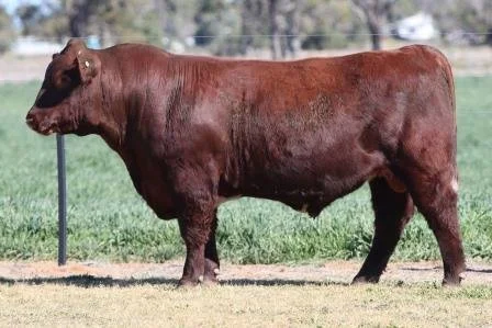 Lot 40