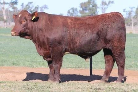 Lot 39