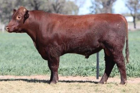Lot 37