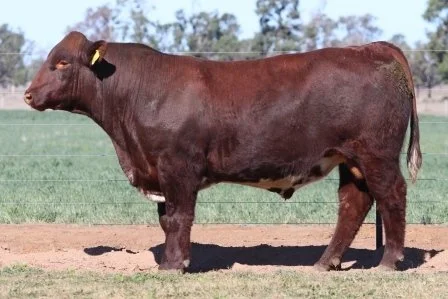 Lot 36
