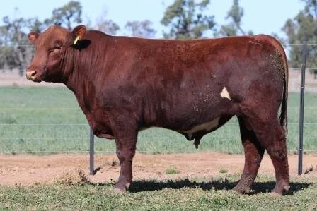 Lot 35