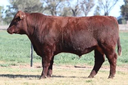 Lot 34
