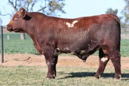 Lot 33