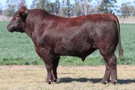 Lot 31