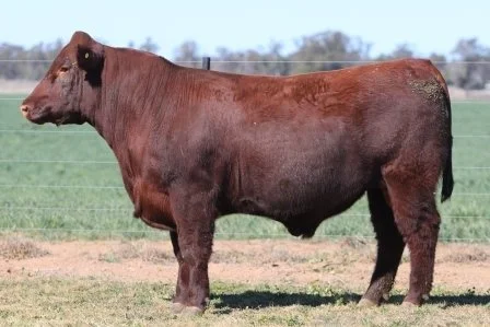 Lot 29