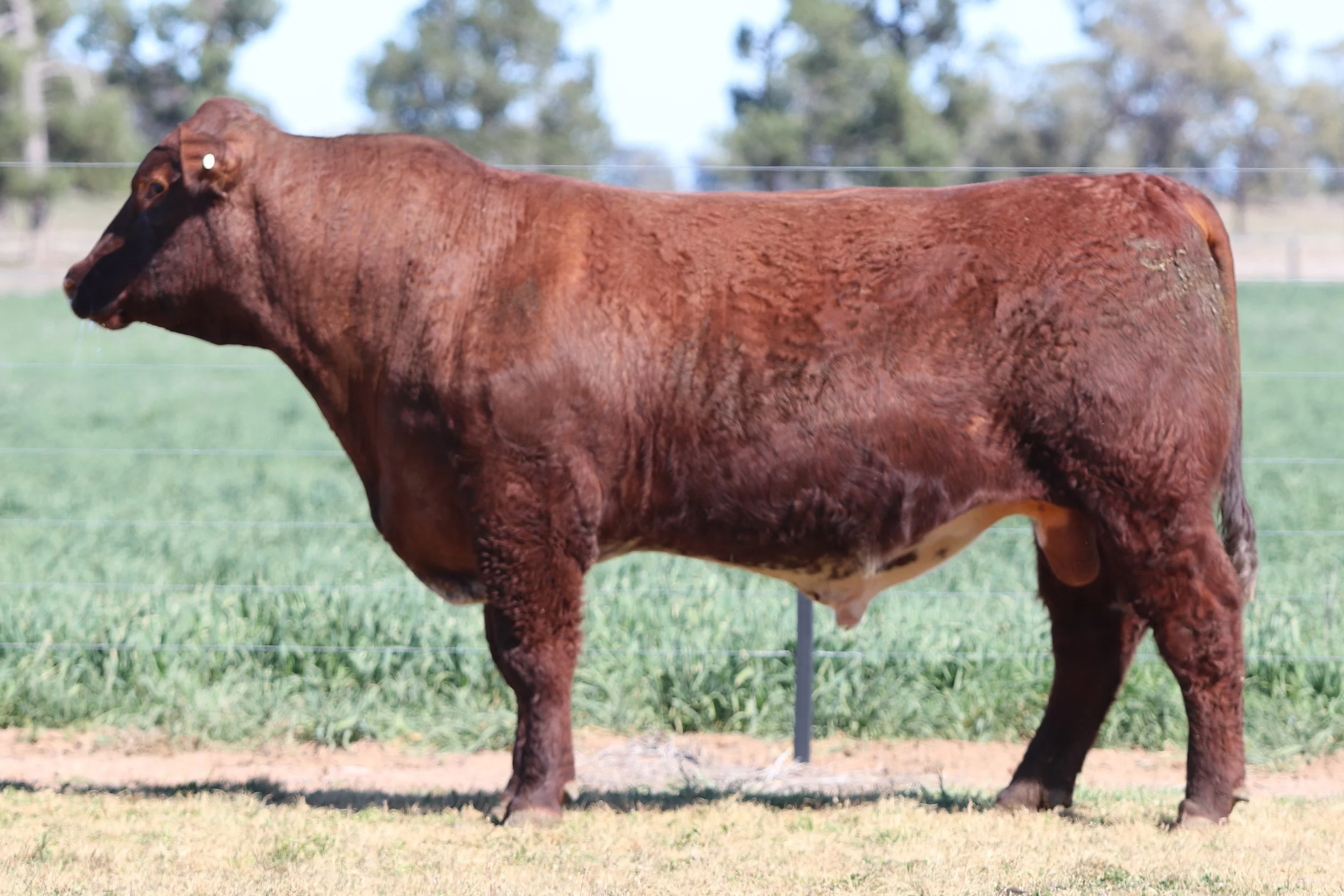Lot 28