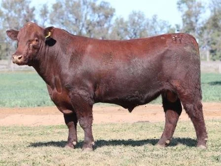 Lot 27
