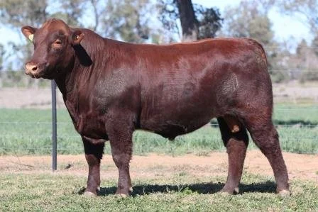 Lot 26