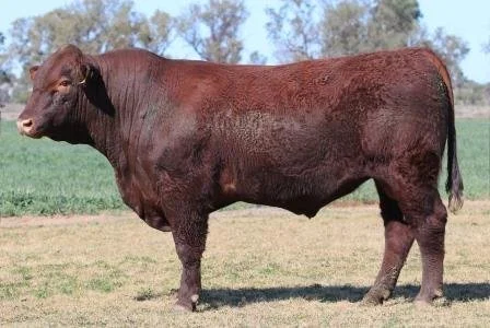 Lot 25