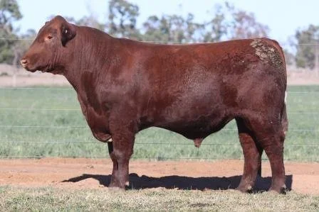 Lot 21