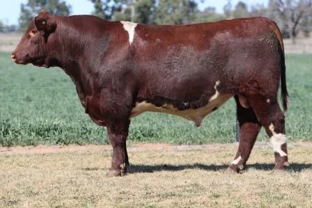 Lot 20