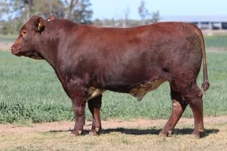 Lot 19