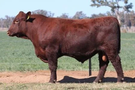 Lot 18