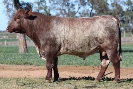 Lot 17