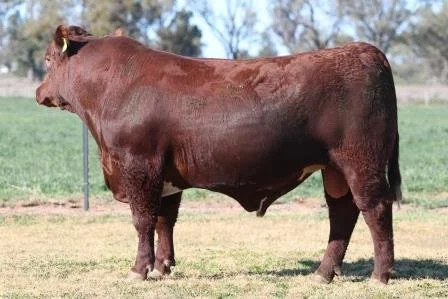 Lot 16