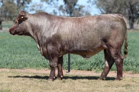 Lot 15