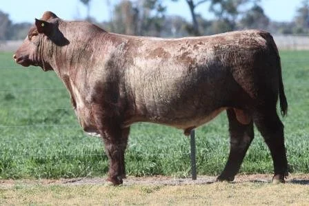 Lot 14