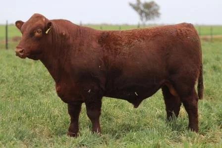 Lot 13