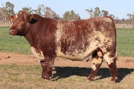 Lot 12