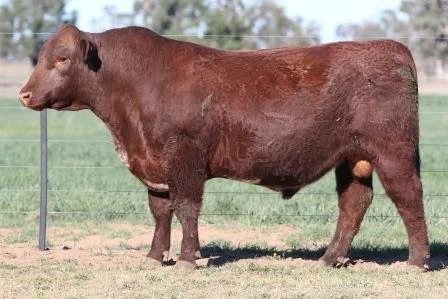 Lot 11