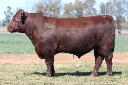 Lot 9