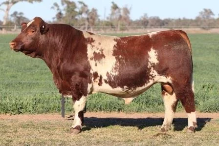 Lot 8