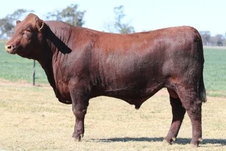 Lot 7
