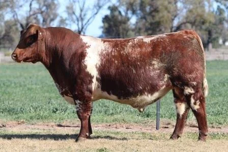 Lot 5