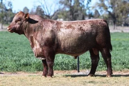 Lot 4