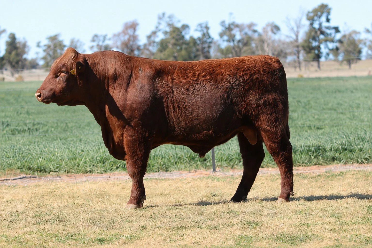 Lot 32